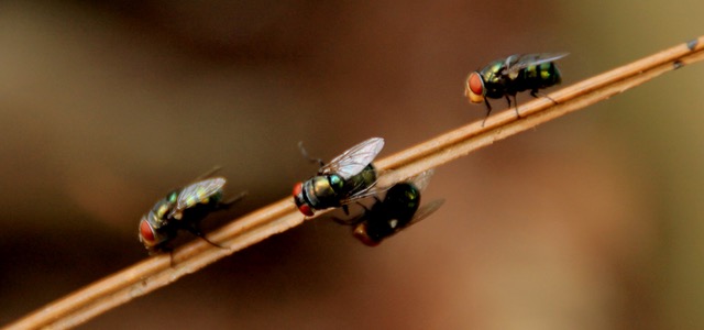 marko-dimitrijevic-investing-in-insects